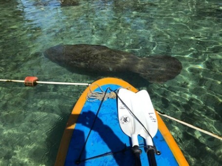 Manatee off the Bow of Paddle Board on Crystal River