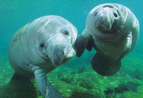 How can you not love these creatures, Manatees